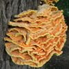 chicken-of-the-woods-mushroom. Chicken of the Woods Mushroom
