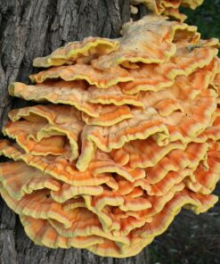 chicken-of-the-woods-mushroom. Chicken of the Woods Mushroom