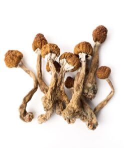 golden-teacher-mushroom. Golden Teacher Mushroom.