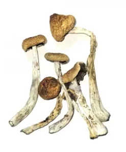 251-NBOME/N-BOMB 10g