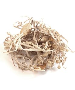 dried-enoki-mushrooms. Dried Enoki Mushrooms