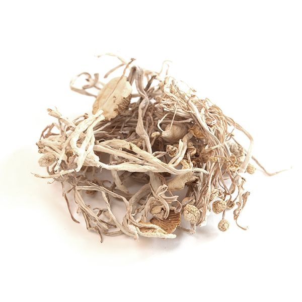 dried-enoki-mushrooms. Dried Enoki Mushrooms dried-enoki-mushrooms. Dried Enoki Mushrooms