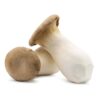 king-trumpet-mushroom. King Trumpet Mushroom