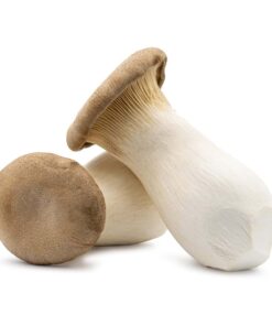 king-trumpet-mushroom. King Trumpet Mushroom