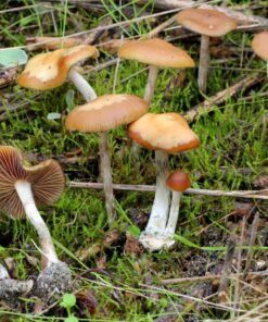 cyanescens-mushrooms. Cyanescens Mushrooms