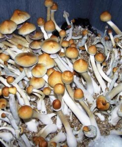 alacabenzi-mushroom. Alacabenzi Mushroom