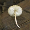 hawaiian-mushroom. Hawaiian Mushroom