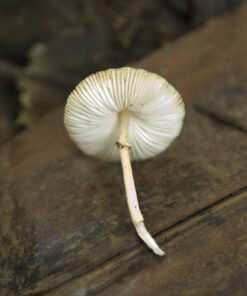 hawaiian-mushroom. Hawaiian Mushroom