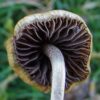 liberty-cap-mushroom. Liberty Cap Mushroom
