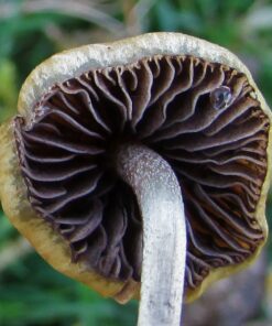 liberty-cap-mushroom. Liberty Cap Mushroom