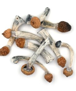 white-penis-envy-mushrooms. White Penis Envy Mushrooms