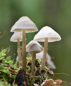 buy-psilocybin-mushrooms. Buy Psilocybin Mushrooms