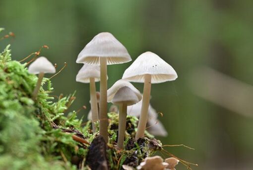 buy-psilocybin-mushrooms. Buy Psilocybin Mushrooms