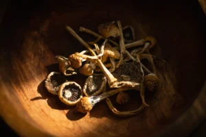 magic-mushrooms-in-texas. Magic Mushrooms in Texas